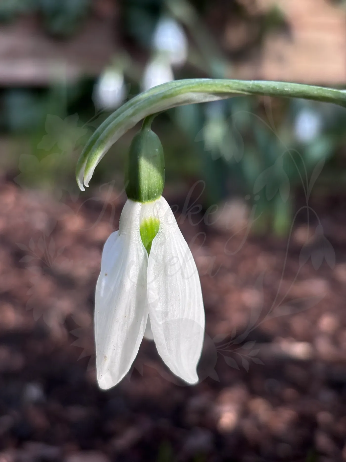 Galanthus ‘Seagull’, sneeuwklokje uit de Nationale Plantencollectie