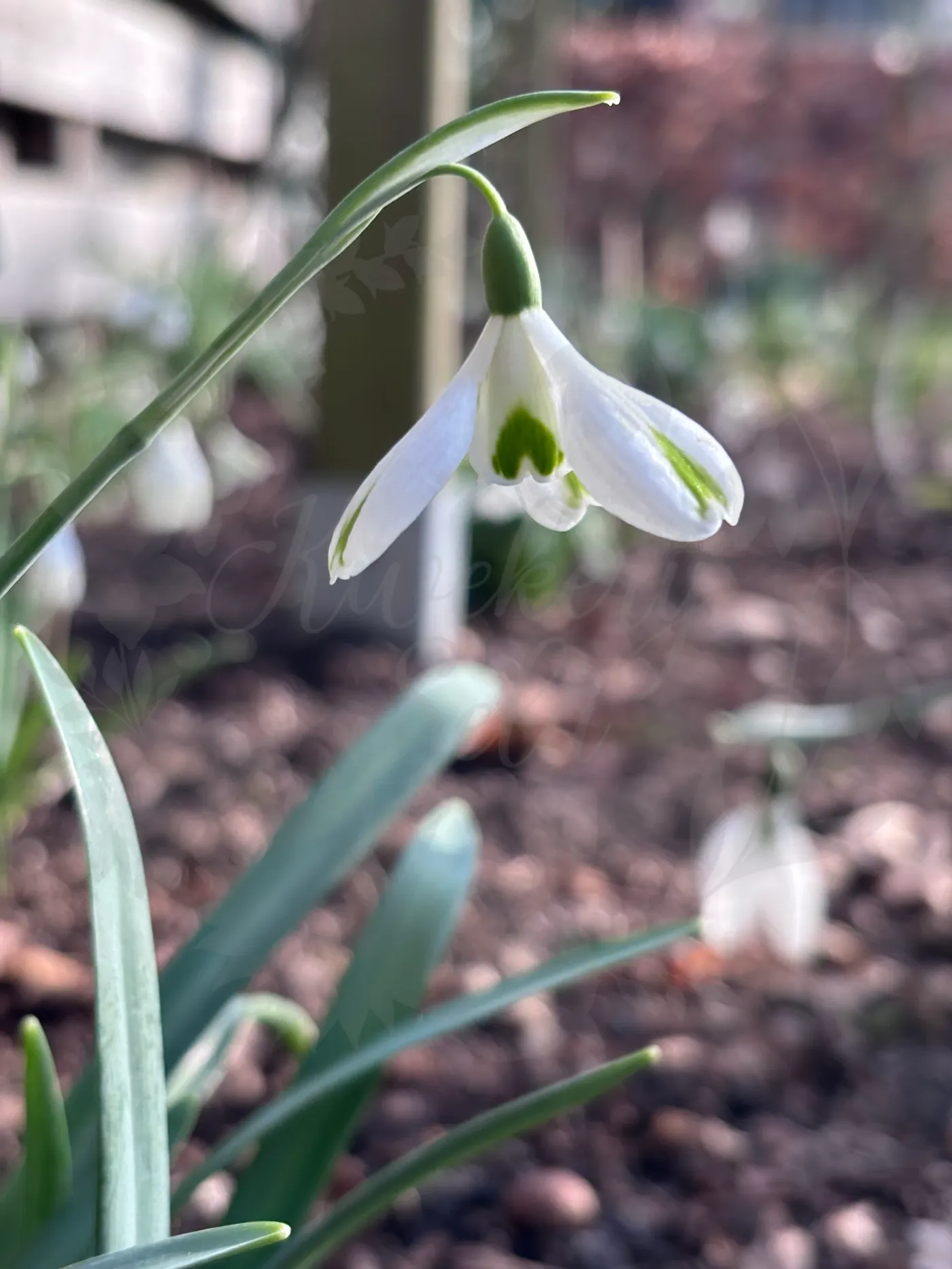 Galanthus ‘Trumps’, sneeuwklokje uit de Nationale Plantencollectie